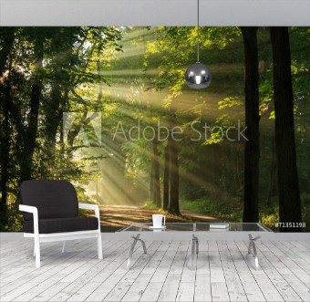 Picture of Sun rays shining through the trees in the forrest